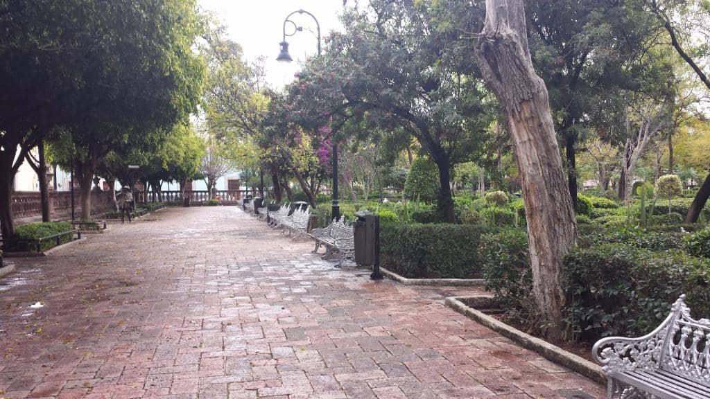 Lush Greenery and Flora