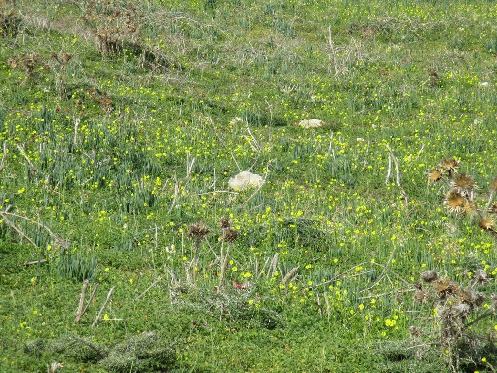 Mediterranean Chameleon Spotting
