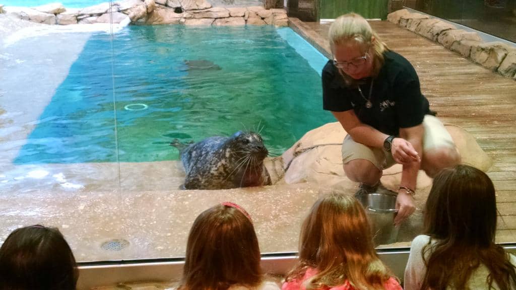 Seal Encounters