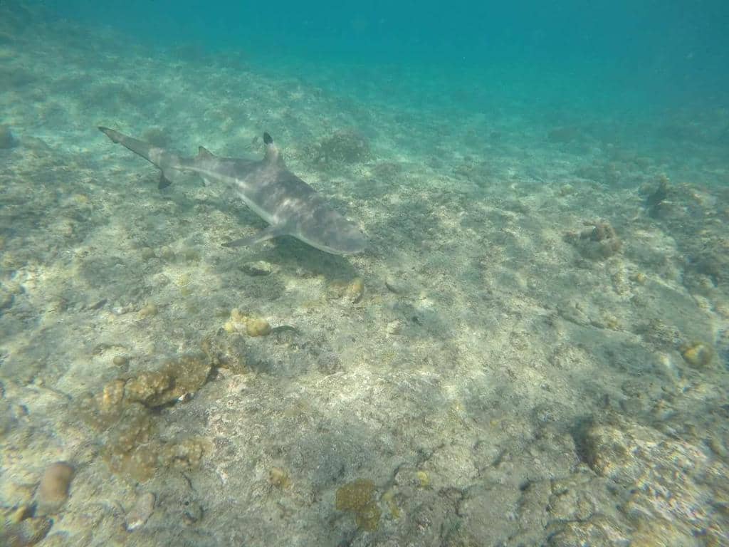 Abundant Marine Life