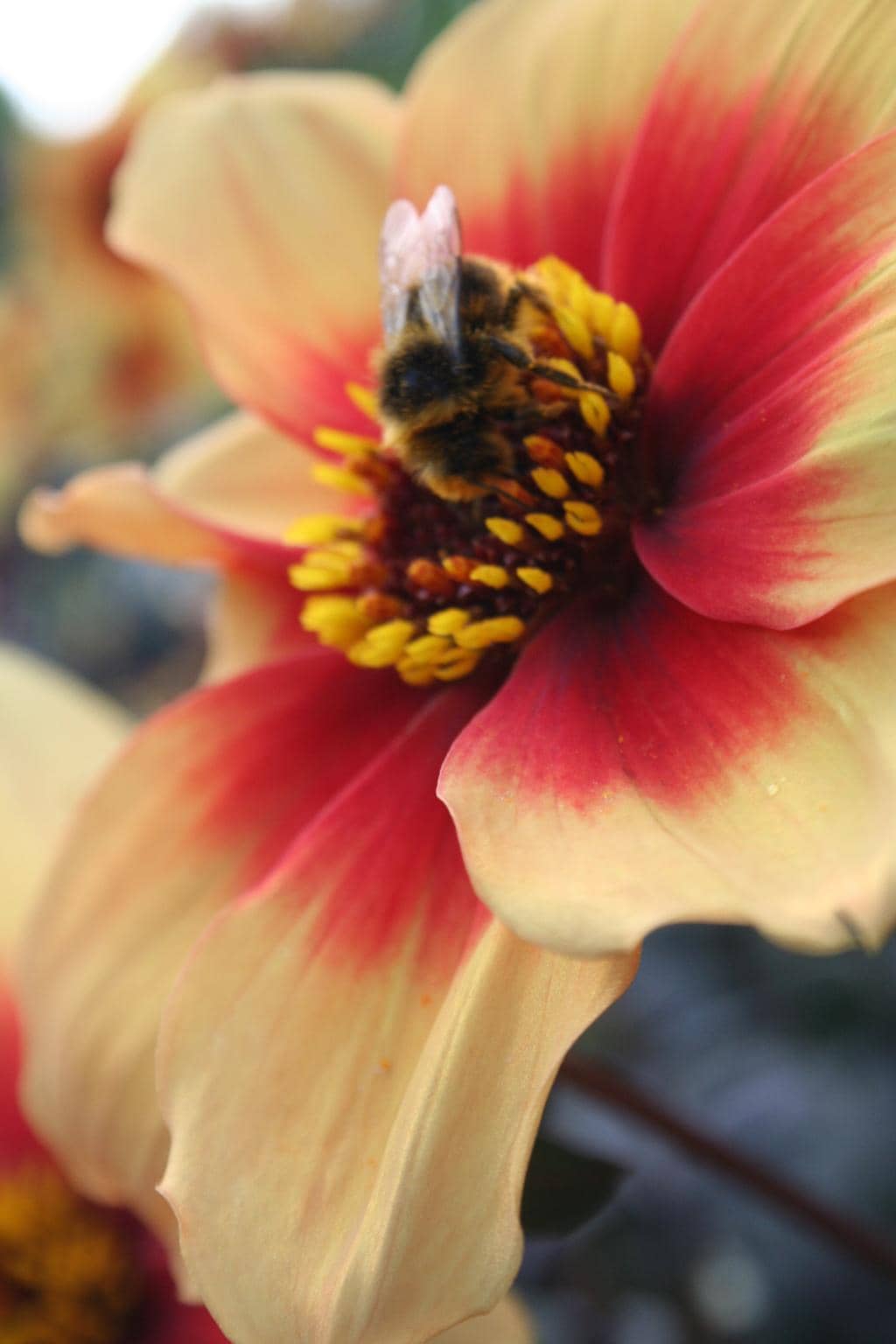 Expansive Green Spaces