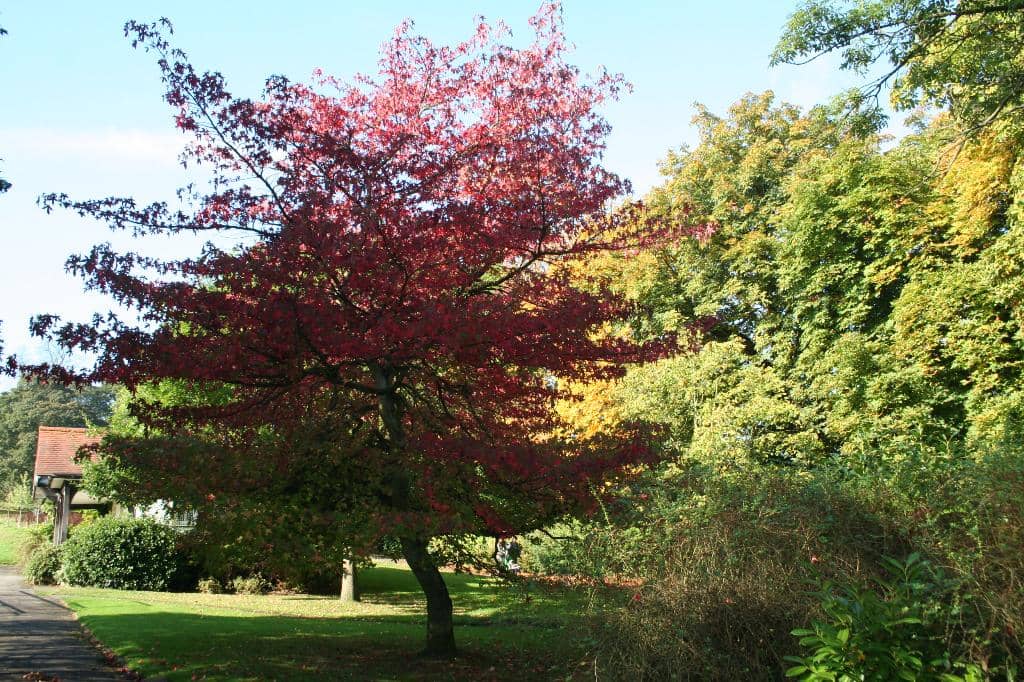 Japanese Garden