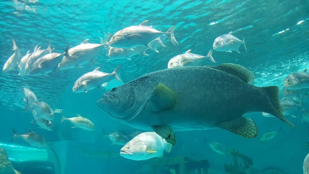 Large Marine Life Tanks