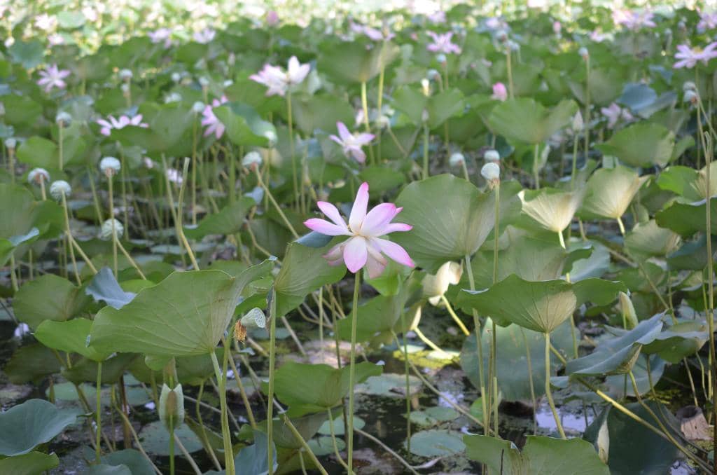 Morning Walk & Jogging Track