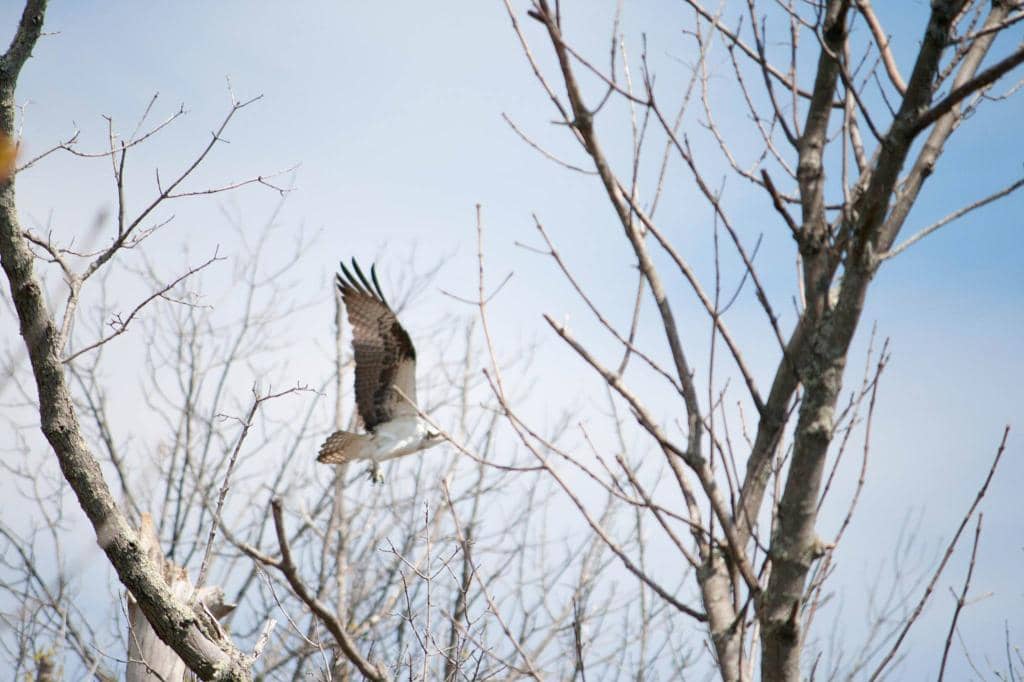 Diverse Birdlife