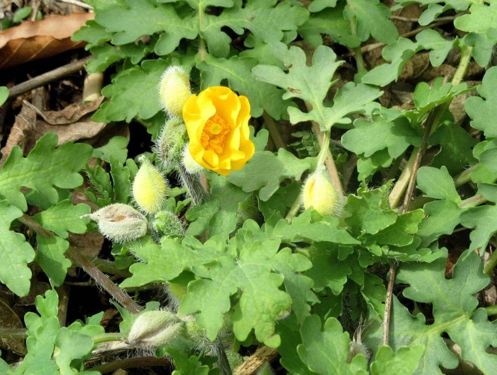 Wildwood Way Trail Art