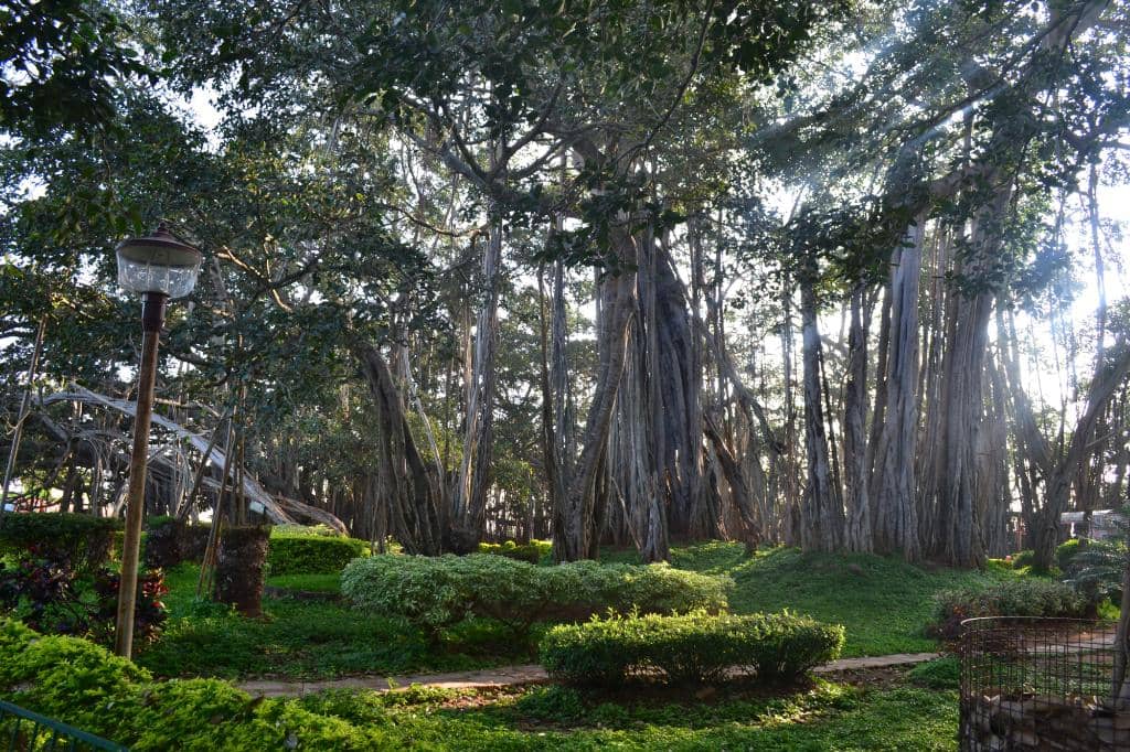 Aerial Roots Wonderland