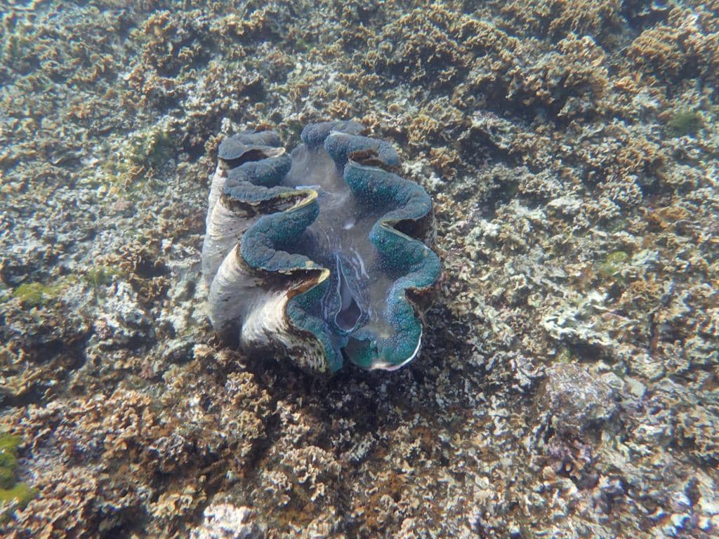 Turtle Encounters