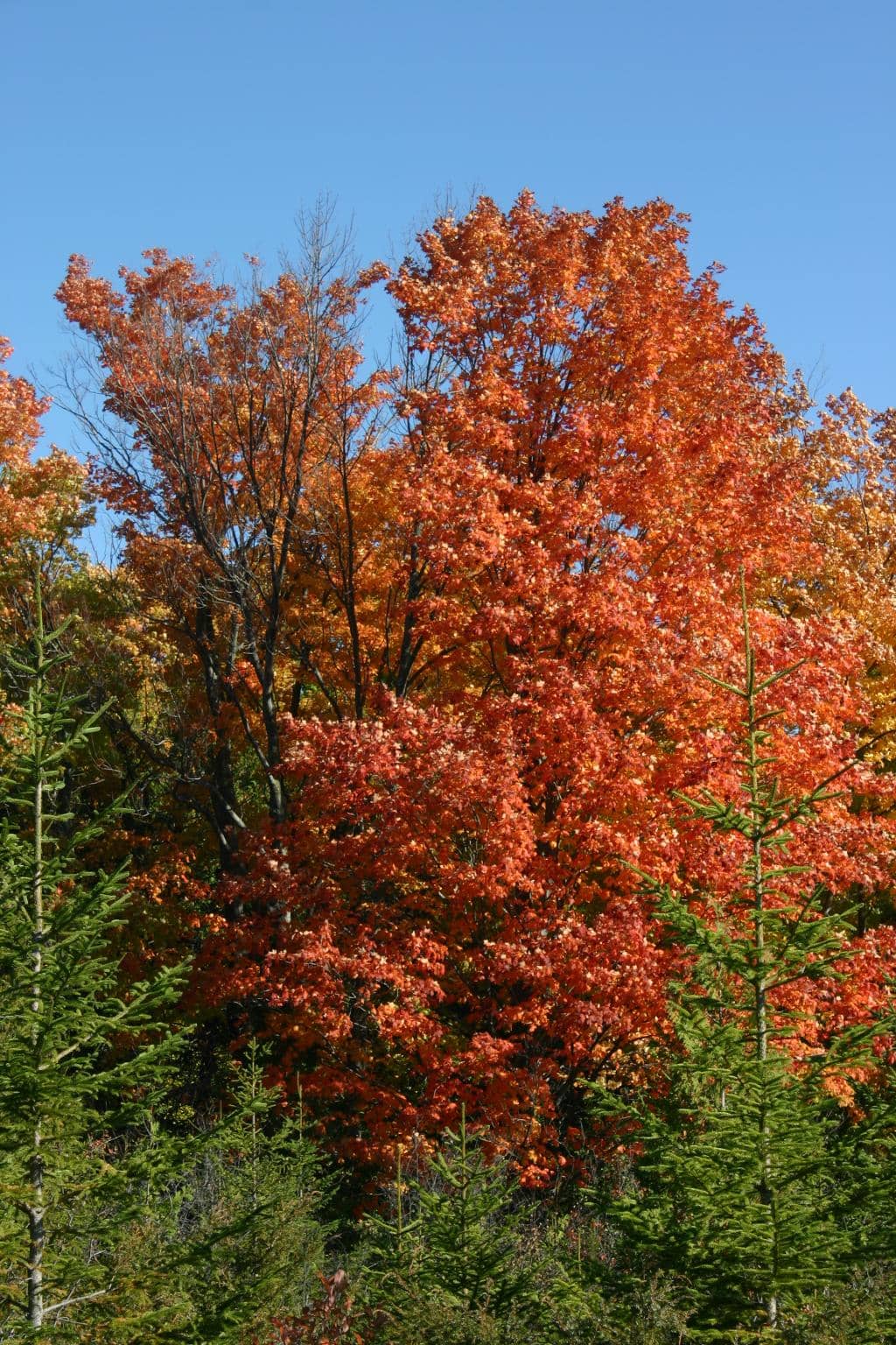 Wooded Nature Trails