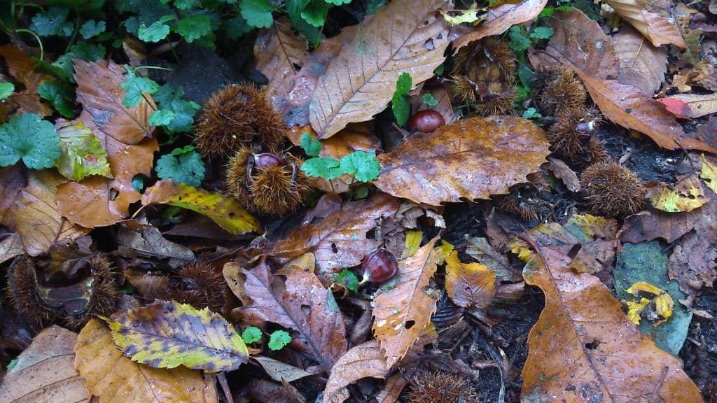 Ancient Oak Forests