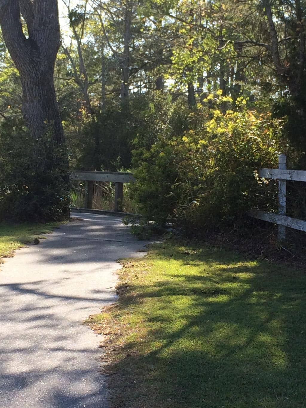 Peaceful Nature Escape