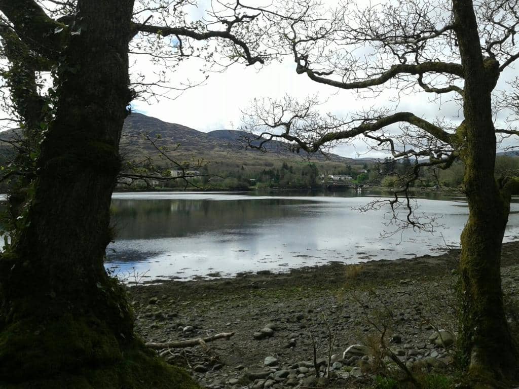 Tomies Wood Walk