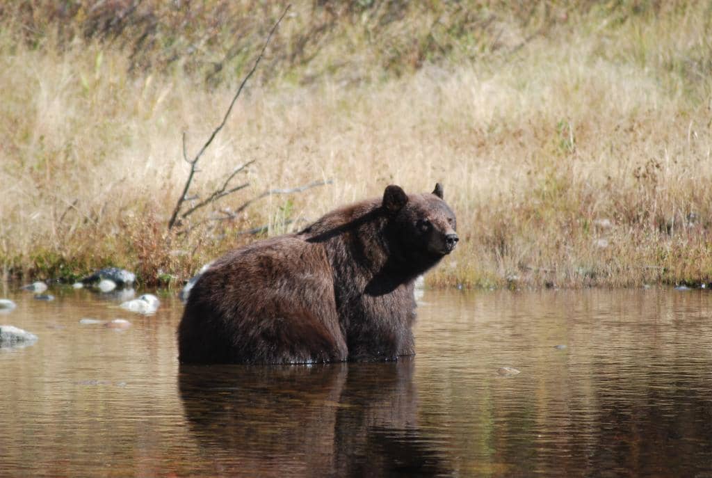 Moose Sightings