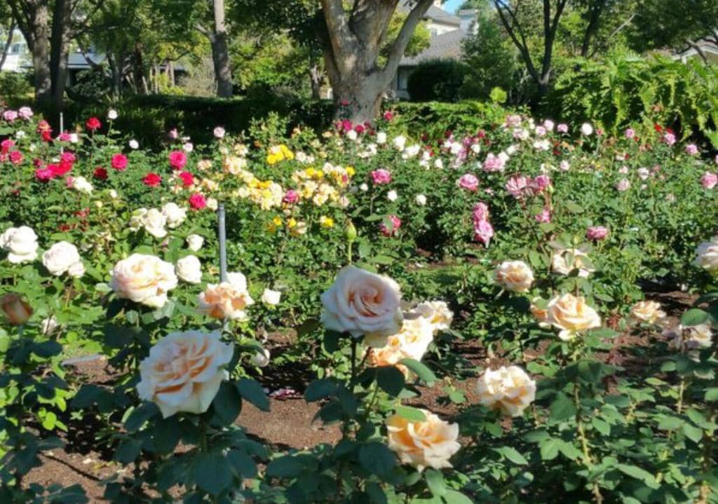 The Rose Garden