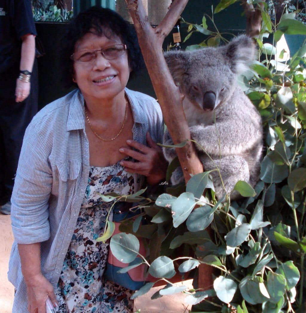 Meet the Koalas