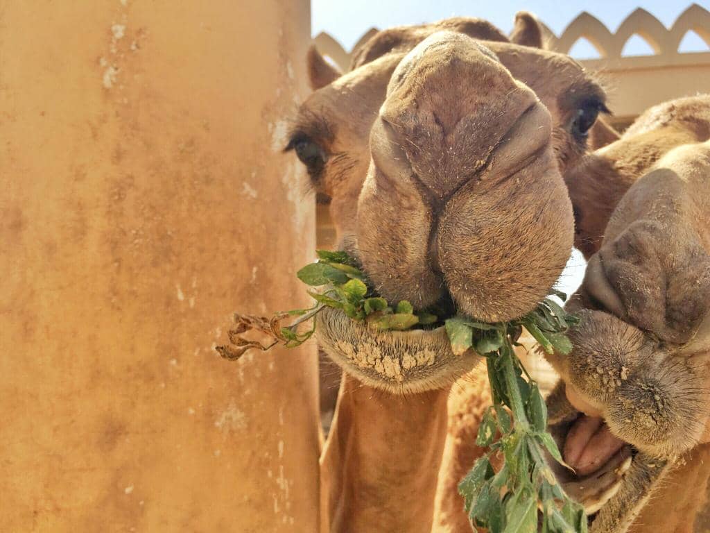 Camel Milk Tasting