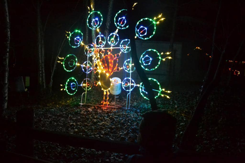 Native Wildlife Exhibits