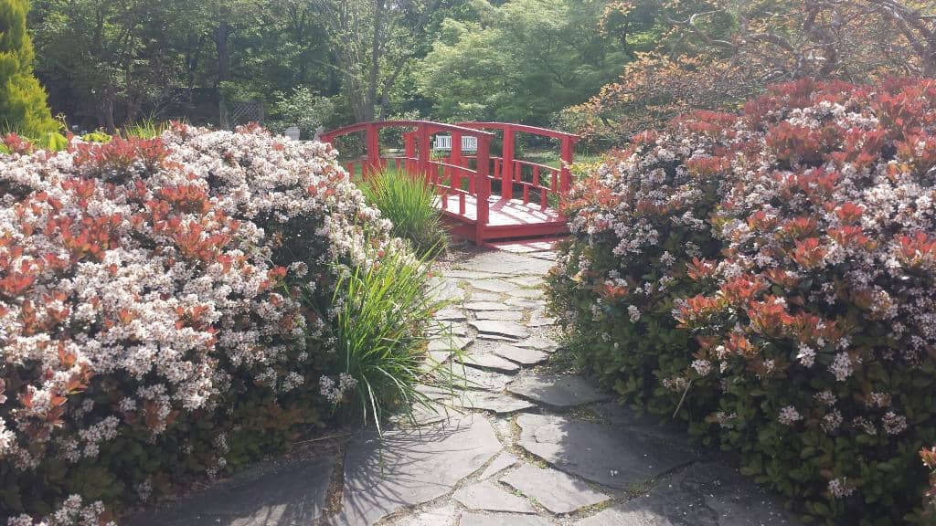 Japanese Garden Oasis