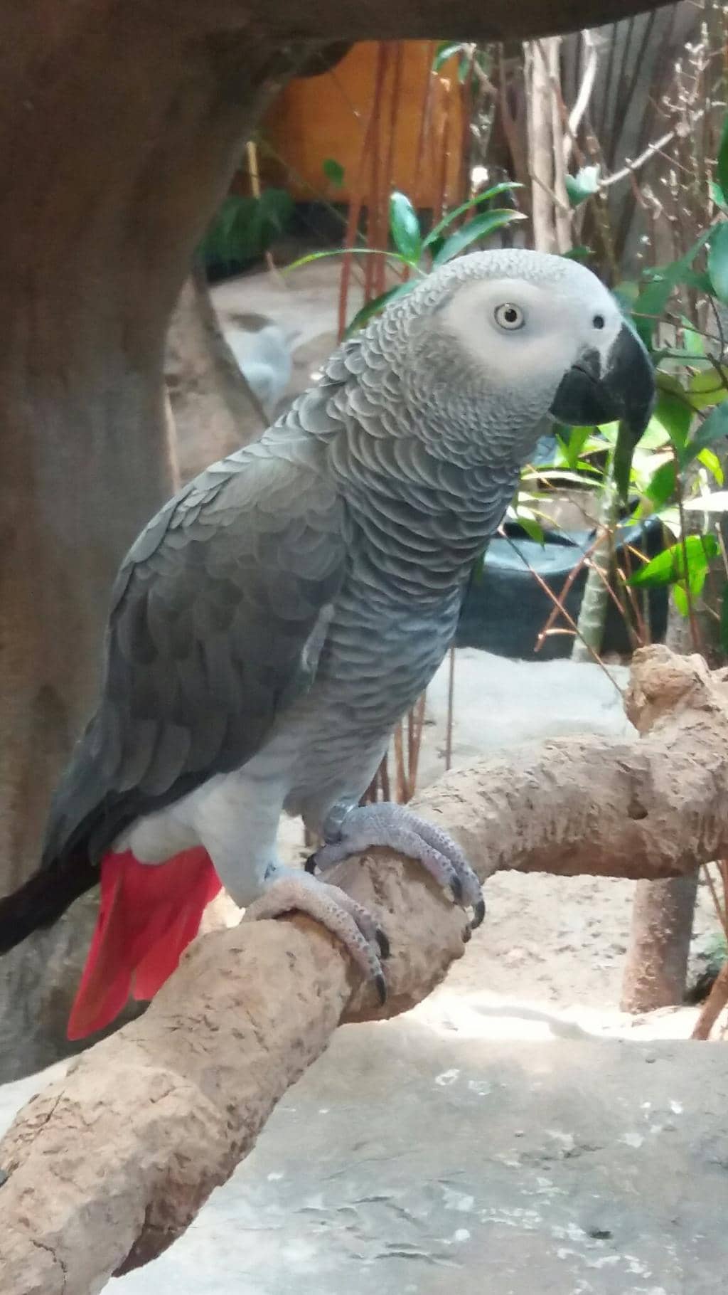 Colorful Parrot Displays