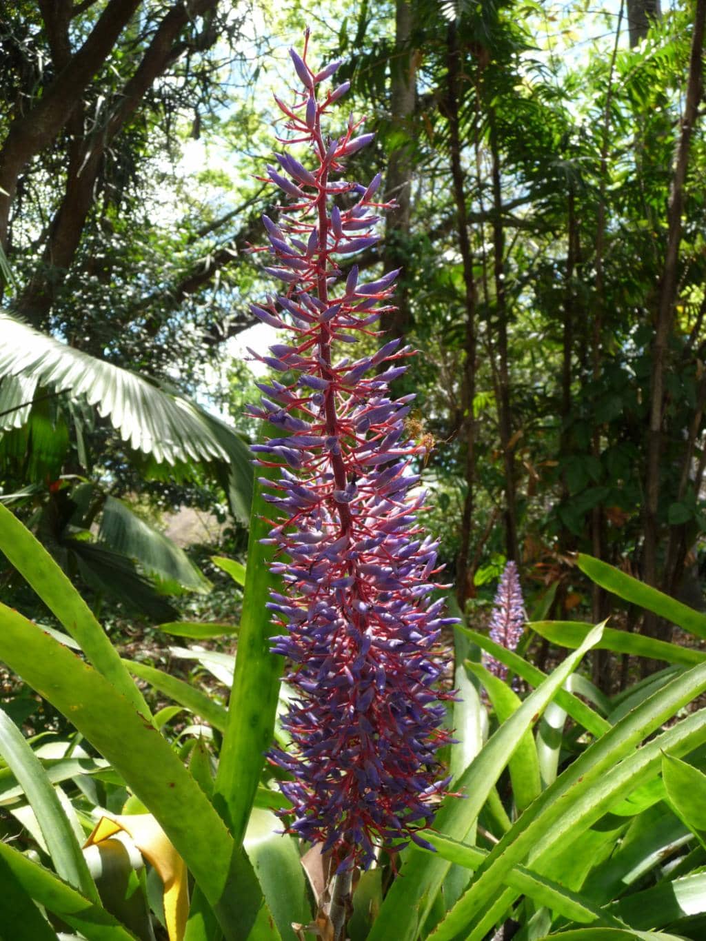 Palm Room