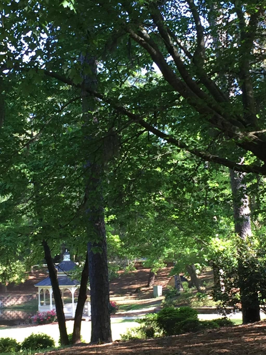 Towering Longleaf Pines