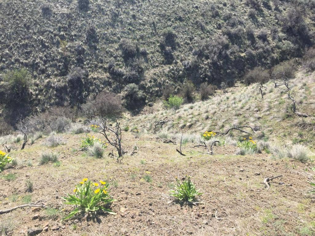Suspension Bridge Canyon Hike