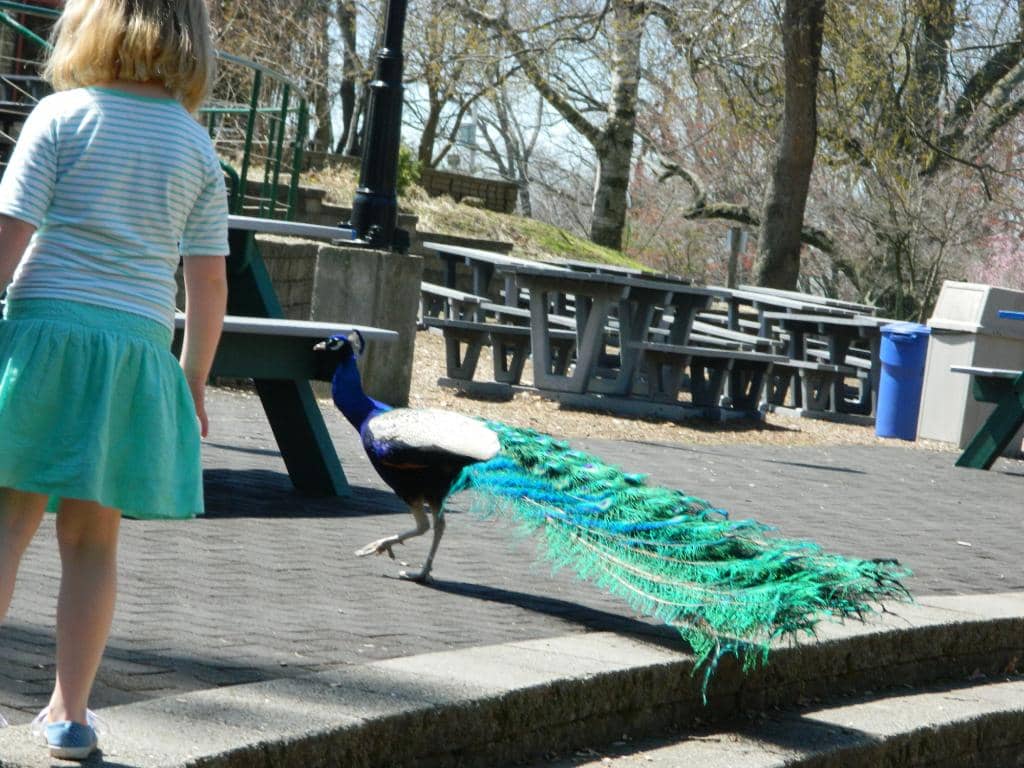 Glow Wild Lantern Festival