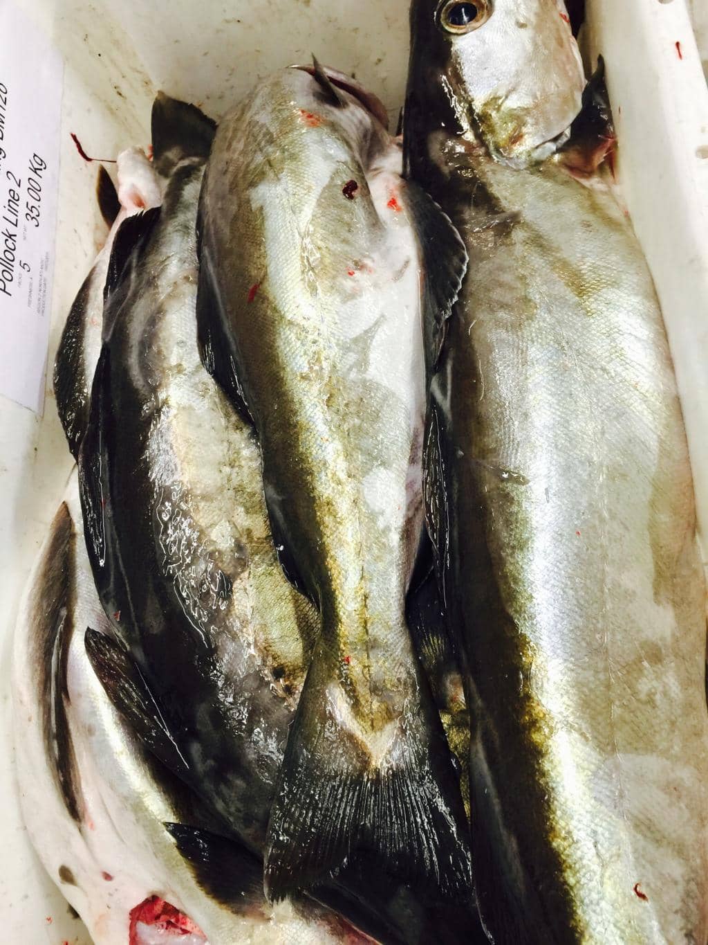 Behind-the-Scenes Tour