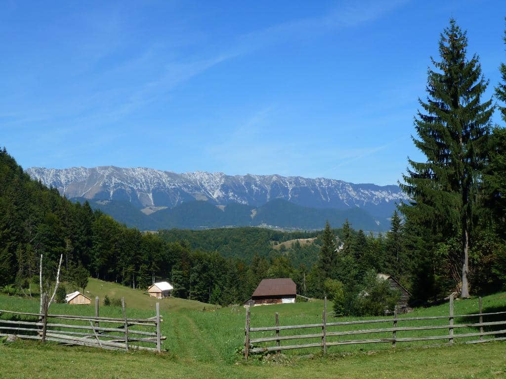 Black Chamois