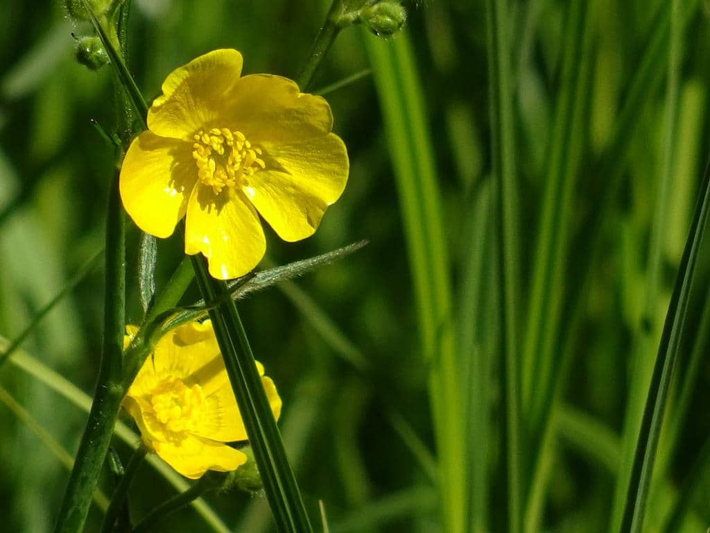 Meijendel Nature Center