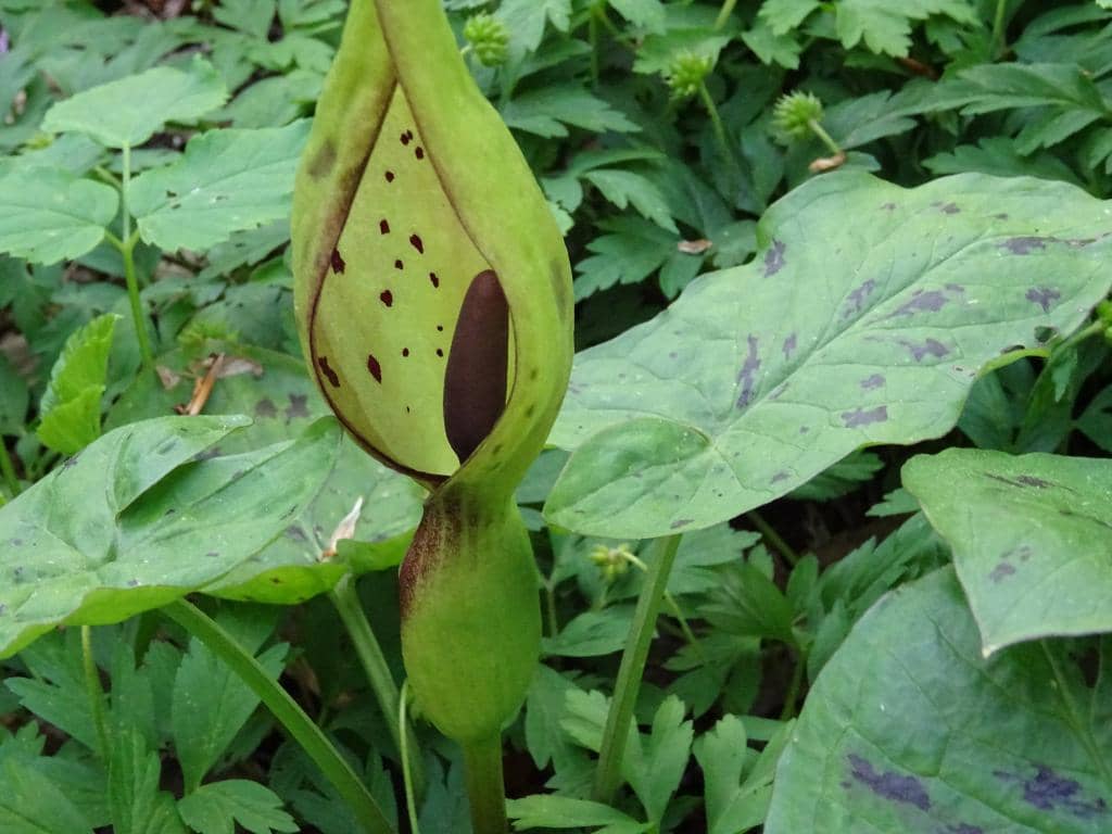 Vast Dune Landscapes