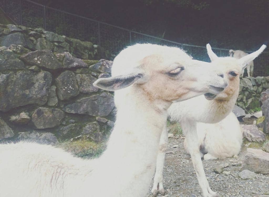 Petting Zoo Fun