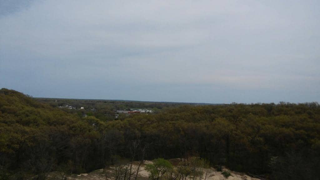 Diverse Animal Collection