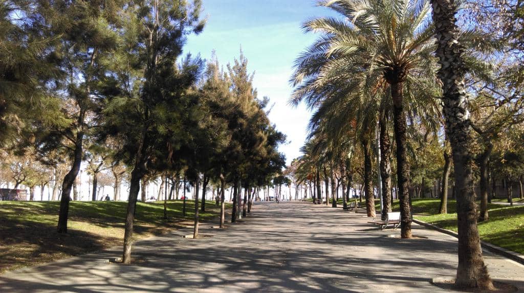 Tree-Lined Promenade
