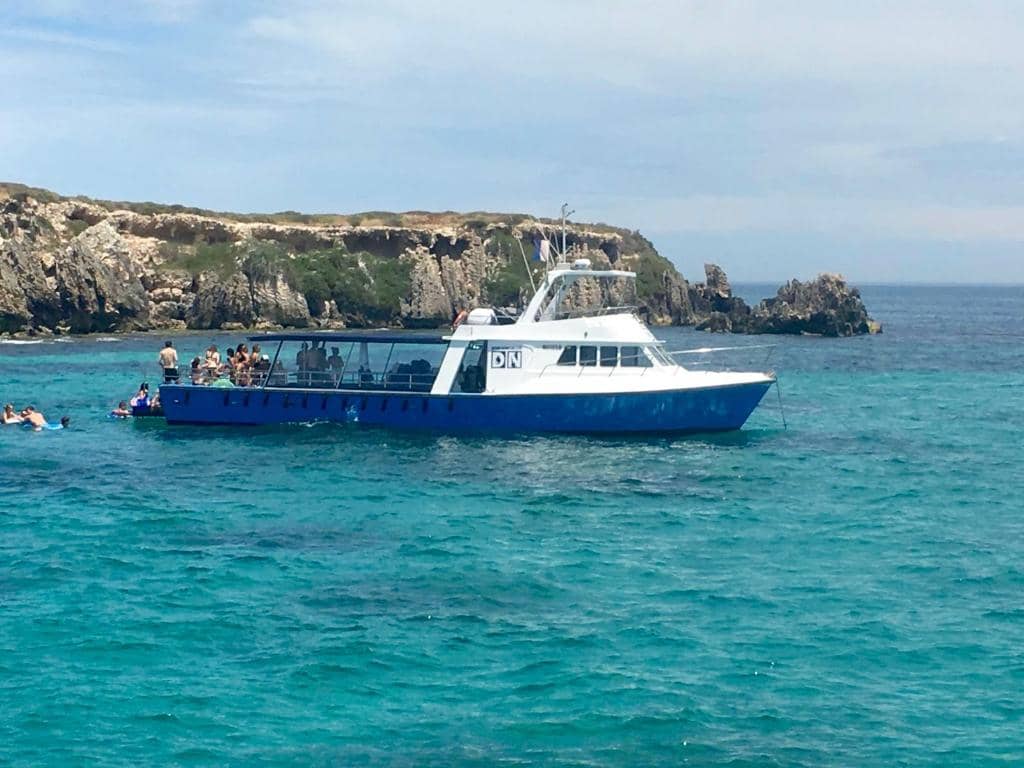 Giant Queensland Groupers