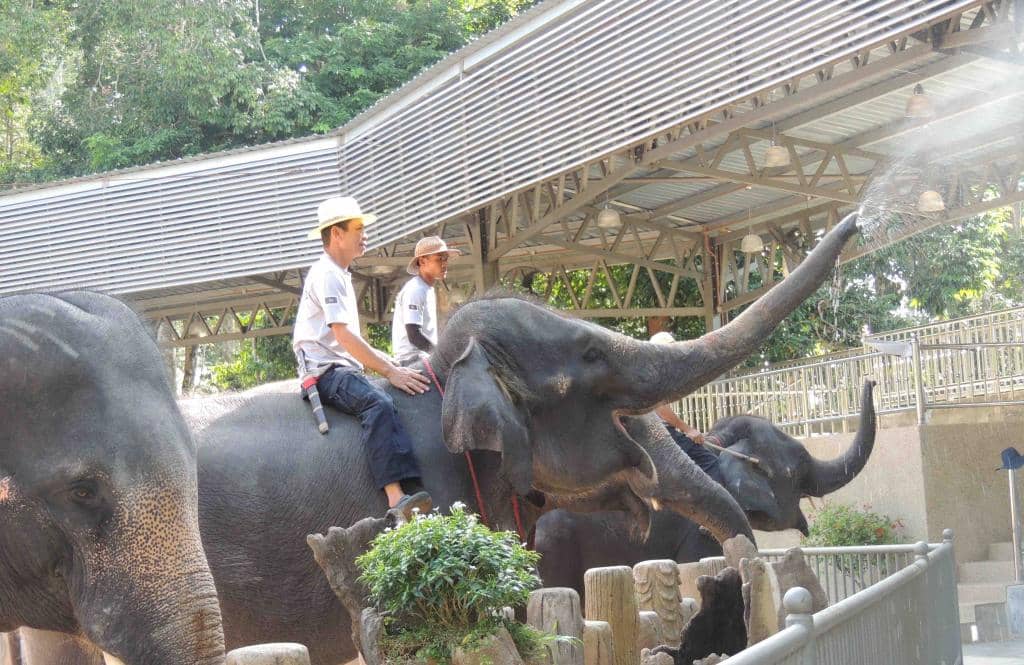 Suspension Bridge Views