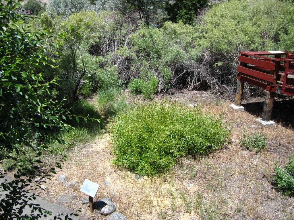 Truckee River Trail