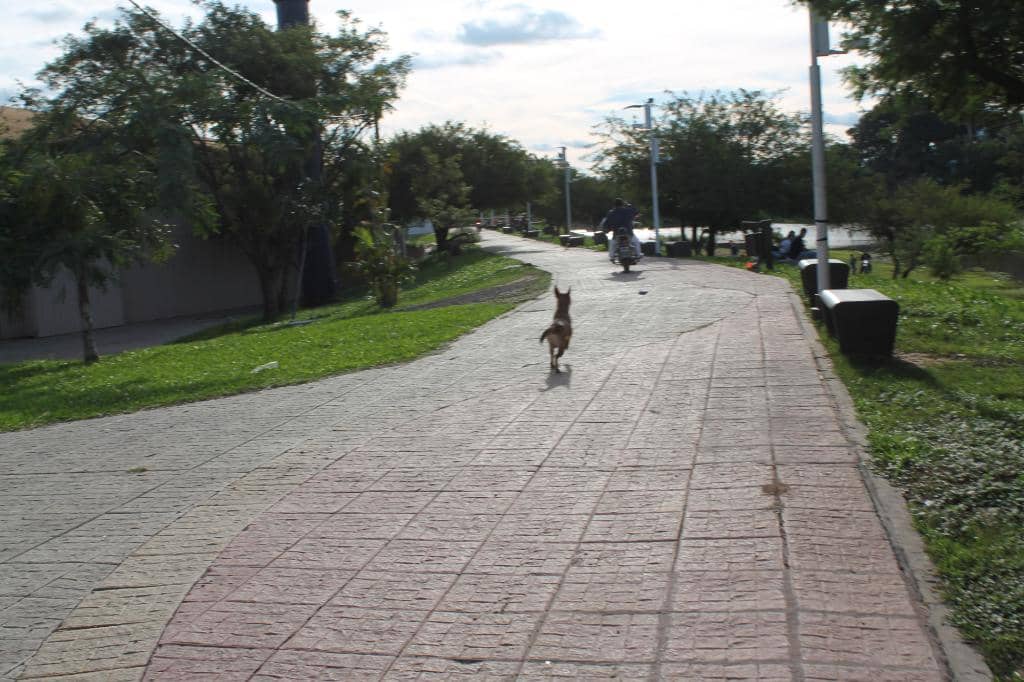 Tranquil Promenade