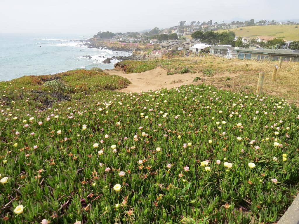 Ocean Bluff Trails