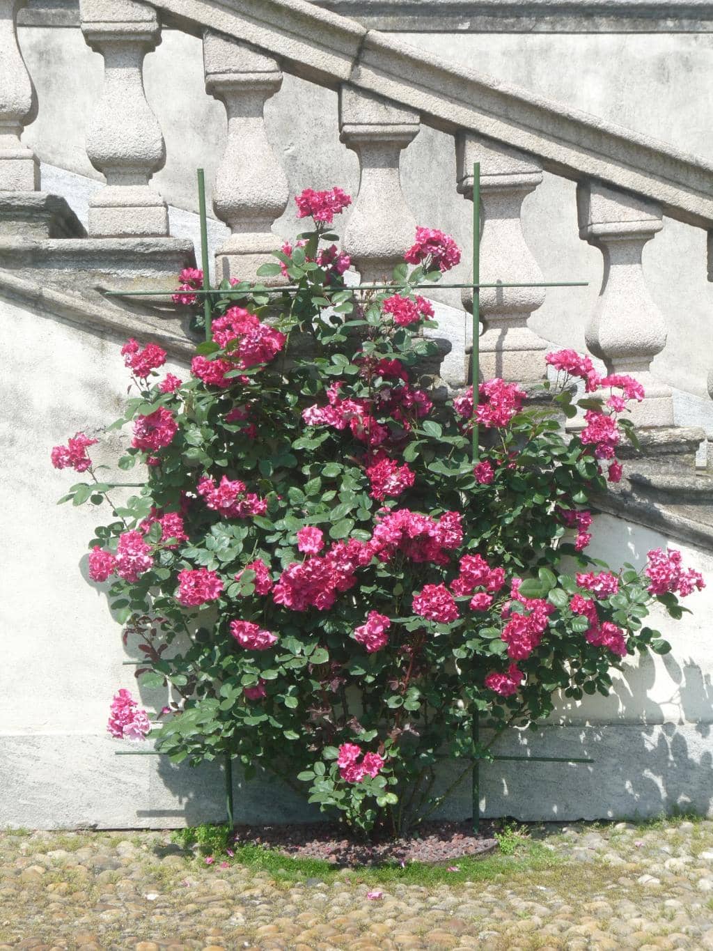 Italian Renaissance Gardens