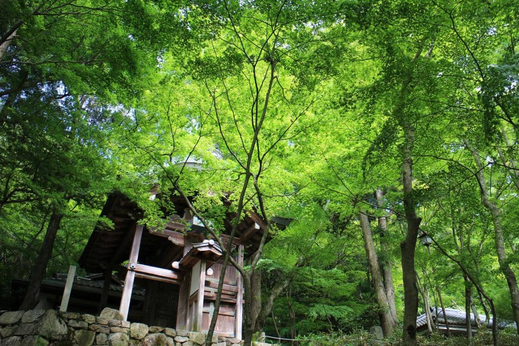 Vibrant Autumn Foliage