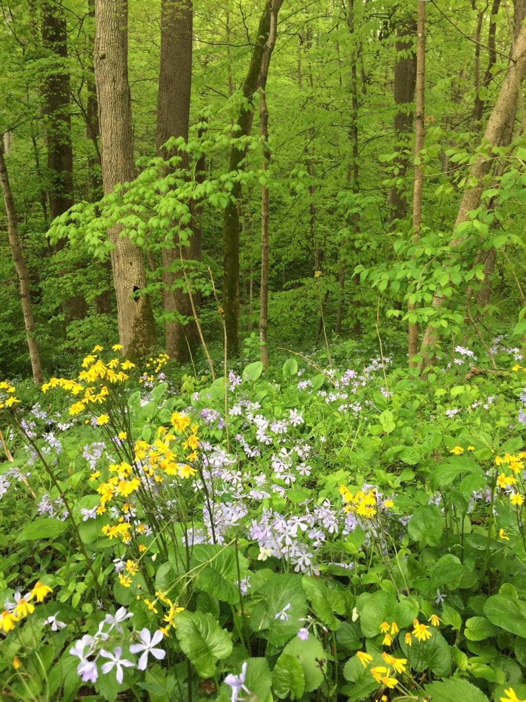 Vibrant Wildflower Carpets