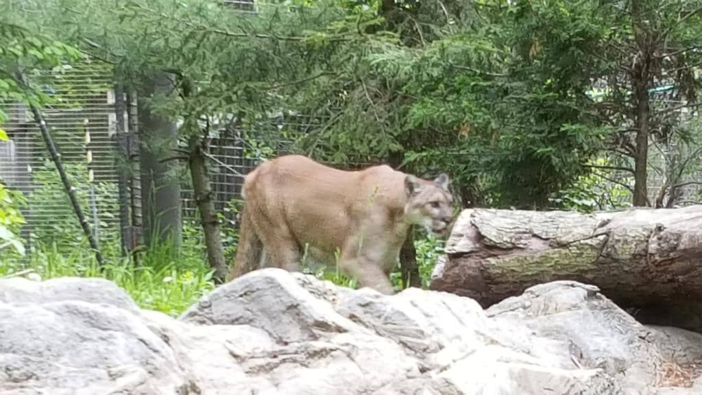 Pumas