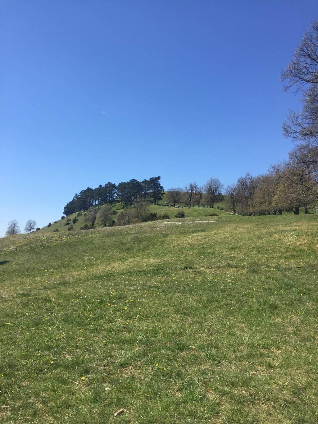 Tree-Lined Avenue Ascent