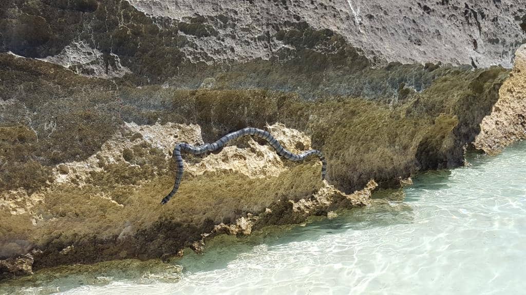 Iconic Beach Cabanas
