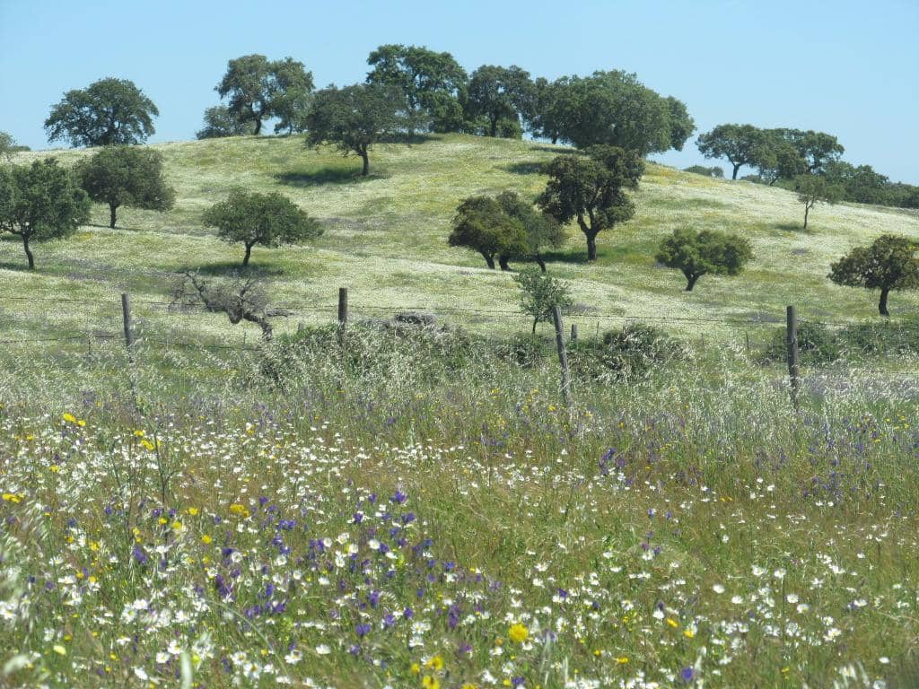 Eguada (Mares and Foals Run)