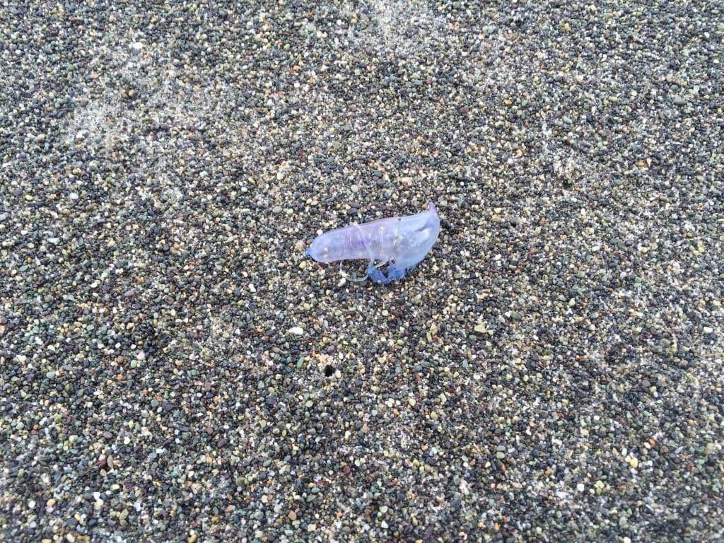 Aropaki Beach's Māori Name