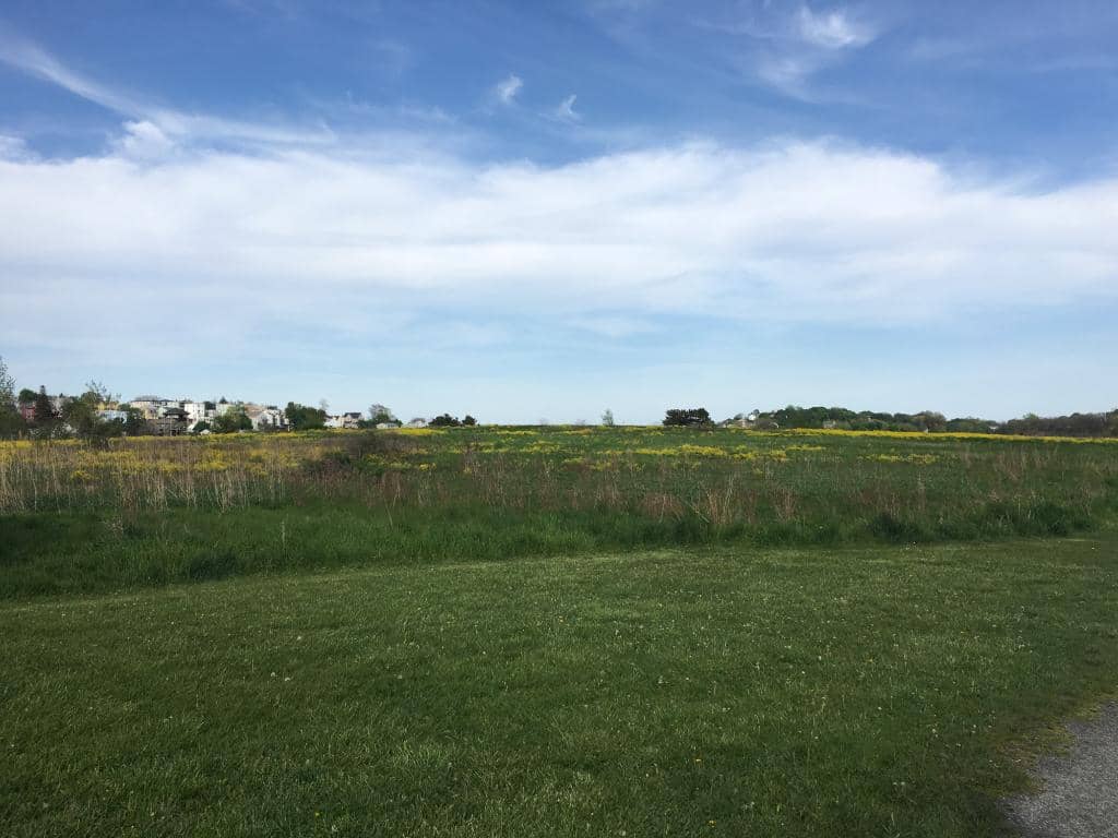 Wildflower Meadow