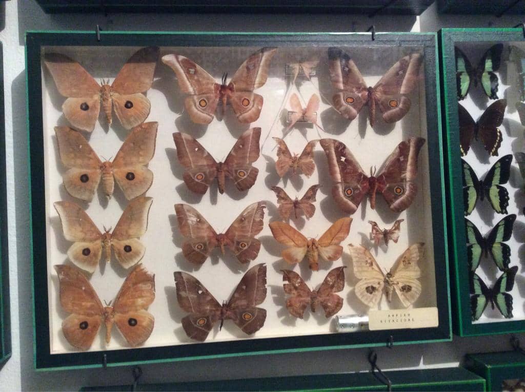 Curator's Inspiring Story