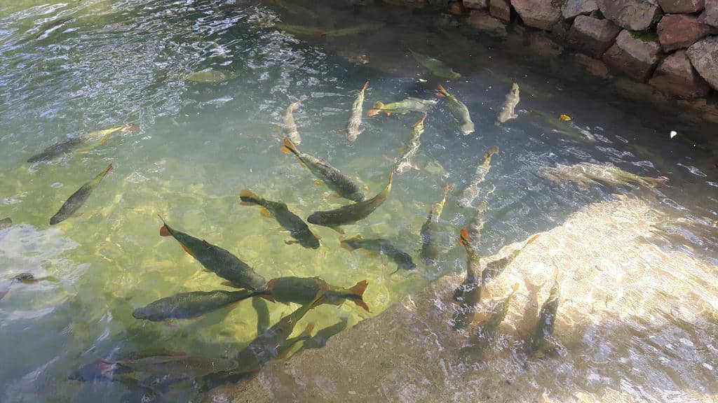Proximity to Bonito